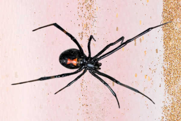 Black Widow Spider