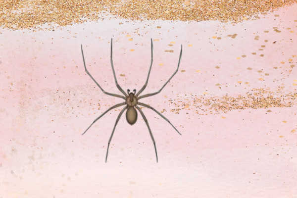 Brown Recluse Spiders