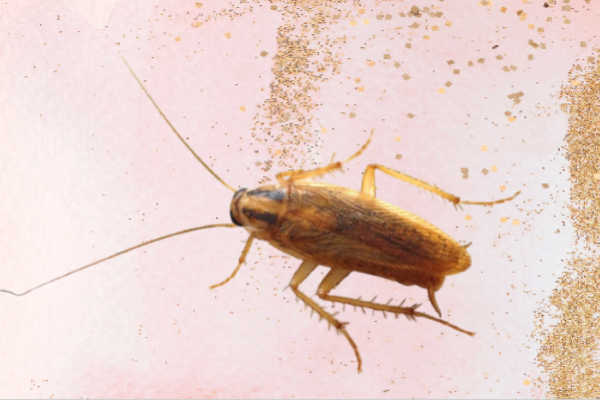 German-Cockroach Pest_Control_Dubai