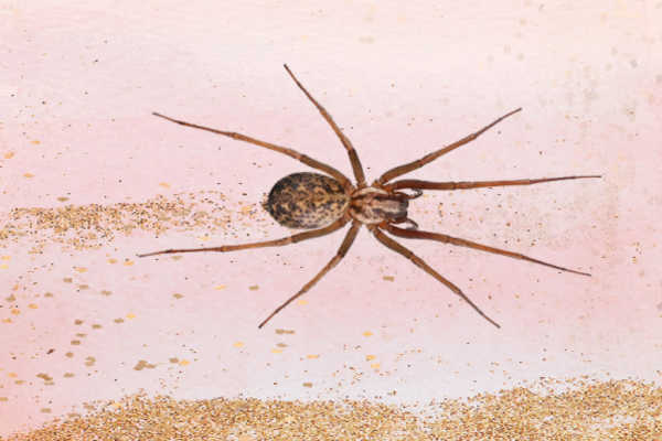 House Spider