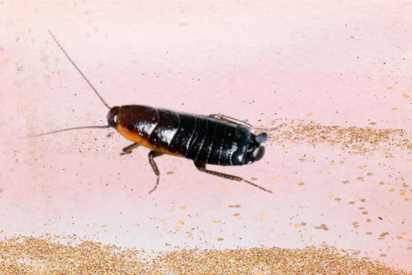 Oriental-Cockroach Pest_Control_Dubai