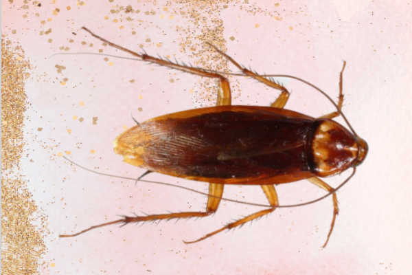 common pest american cockroach Pest_Control_Dubai