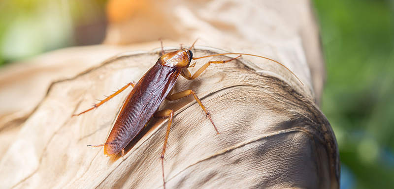 American Cockroach