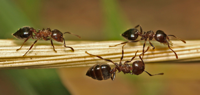 Acrobat Ants