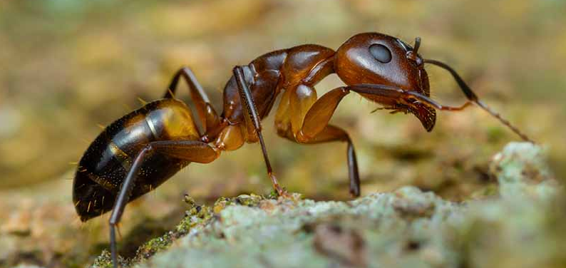 Argentine Ants