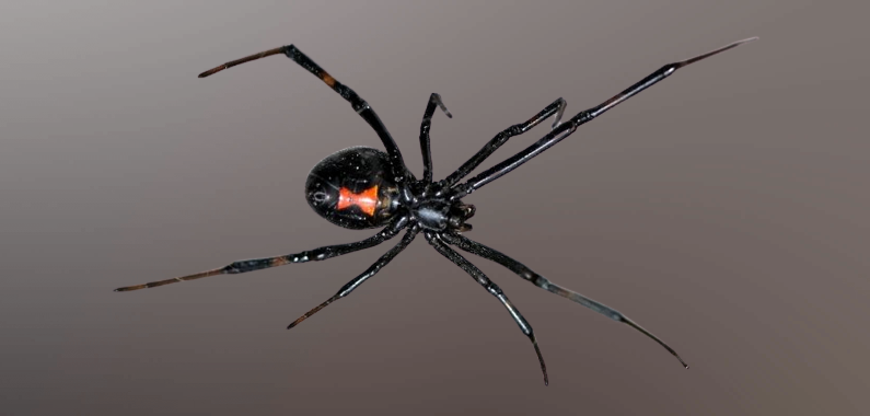 Black Widow Spider