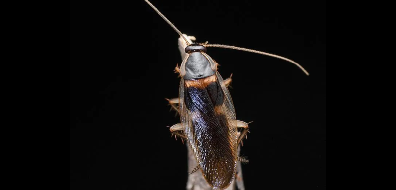 Brown Banded Cockroaches