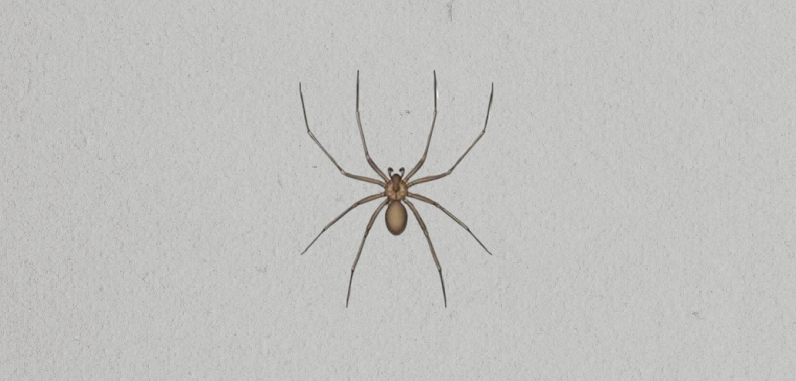 Brown Recluse Spider