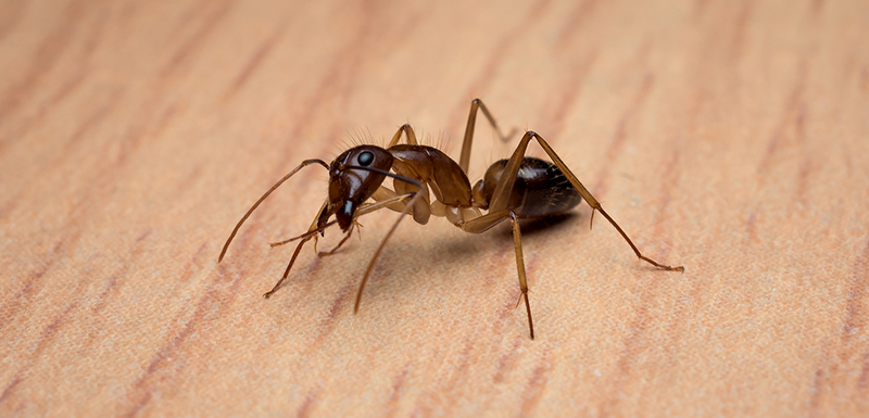 Carpenter Ants