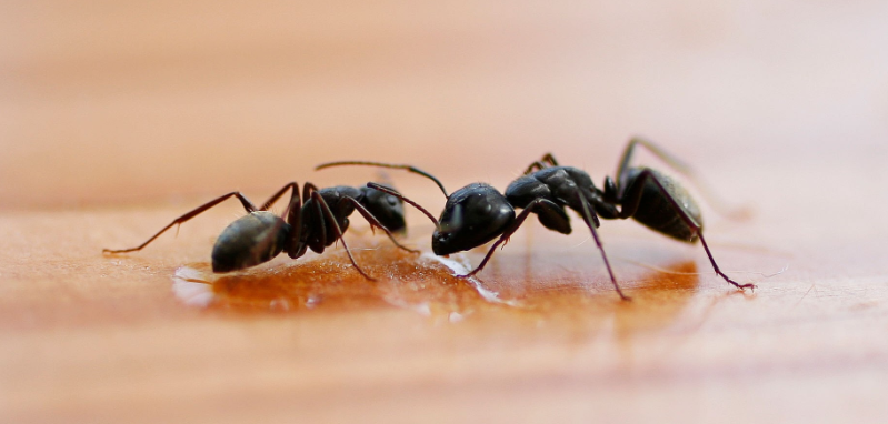 Little Black Ants