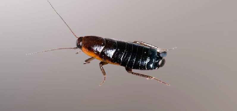 Oriental Cockroaches