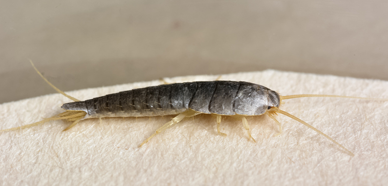 silverfish