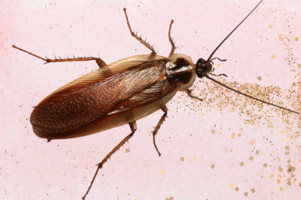 wood-cockroach Pest_Control_Dubai